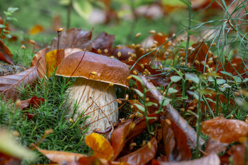 Borowik szlachetny, grzyb jadalny © Michal Przystas