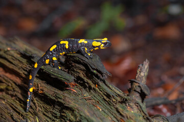 Salamandra plamista