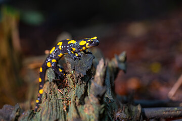 Salamandra plamista