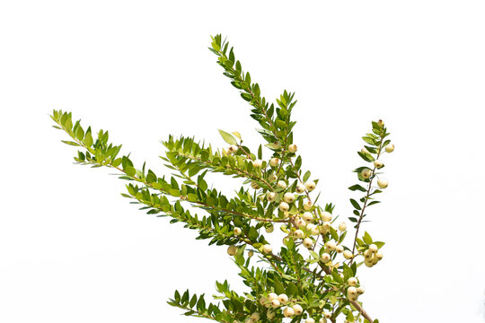Branches of common myrtle (Myrtus communis) with ripe white fruits in autumn in Mediterranean basin
