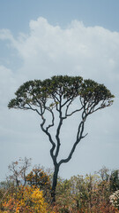 Chapada Veadeiros Cerrado Paisagem Rios Seca Goiás Brasil Ecoturismo Natureza Trilha Montanhas...