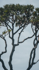 Chapada Veadeiros Cerrado Paisagem Rios Seca Goiás Brasil Ecoturismo Natureza Trilha Montanhas...