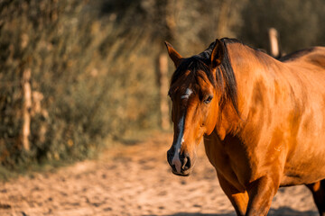 brown horse with a white blaze pretty equine