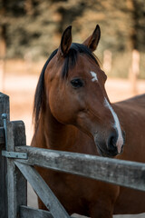 brown horse with a white blaze pretty equine