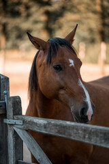 brown horse with a white blaze pretty equine