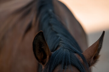 horse equine ears close up animal 
