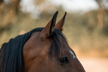 horse equine ears close up animal 