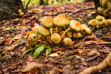 Funghi nel bosco su tappeto di fogli in montagna