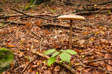 Funghi nel bosco su tappeto di fogli in montagna