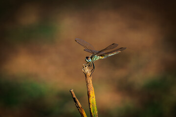 Beautiful dragonfly perched on a branch