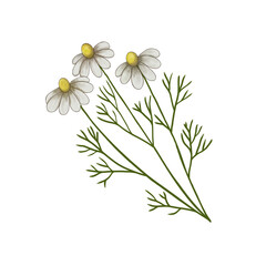 Chamomile, hand-drawn, on a transparent background, wildflowers, medicinal chamomile