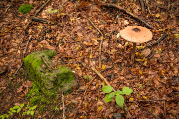 Funghi nel bosco su tappeto di fogli in montagna