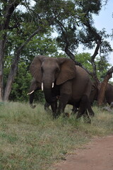 Fototapeta premium Elephant looking around