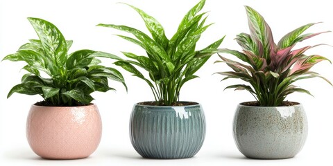 Fototapeta premium Three decorative potted plants display rich foliage in charming ceramic pots, enhancing a contemporary interior ambience