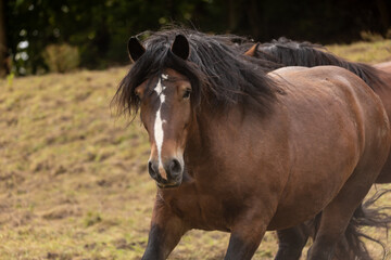 Kaltblutportrait