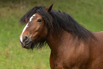 Obraz premium Kaltblutportrait