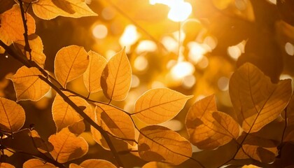 Lumière du soleil à travers une branche de feuilles d’automne

