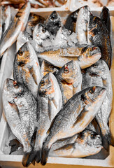 Fish market. Fresh Dorado fish in the box with colr ice. Seafood supermarket store for sale dorada delicacy seafood