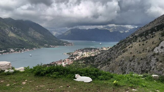 View of Kotor Bay with white cat resting on a mountain path, as rain clouds move over the bay, Dobrota, Montenegro, October, static video, captured from a high angle shot