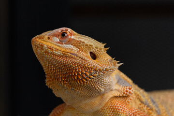 Close up bearded dragon face and scales
