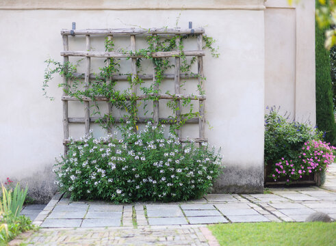 Blooming white cleoma houtteana (cleomaceae) or spider plant on heavy rugged wooden square raster frame on beige plastered wall