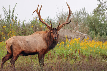 Gorgeous Autumn Rut Elk Bull 