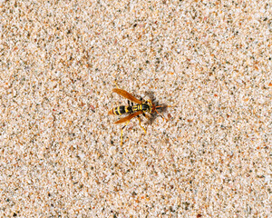 Closeup of Yellow Jacket on the Beach