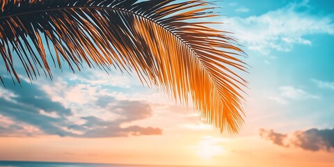 Palm tree leaf silhouette against colorful sunset sky