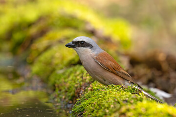 Gąsiorek (Lanius collurio)