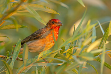 Dziwonia (Erythrina erythrina)