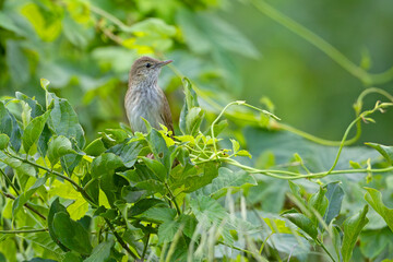 Strumieniówka (Locustella fluviatilis)