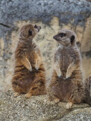 meerkat on guard