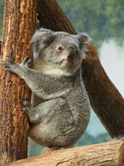 koala in a tree