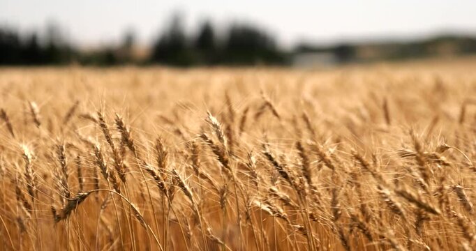 A vast golden wheat field under a clear blue sky on a sunny day, showcasing the beauty of rural agricultural landscapes