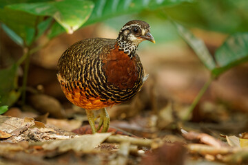Sabah Partridge - Tropicoperdix graydoni bird in the family Phasianidae found in Borneo, formerly considered conspecific with Chestnut-necklaced partridge, partridge in the forest