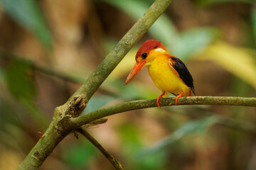 Rufous-backed dwarf kingfisher Ceyx rufidorsa small bird in Alcedinidae found in Maritime Southeast Asia, red bill, yellow-orange underparts, lilac-rufous upperparts, and rufous back, in forest