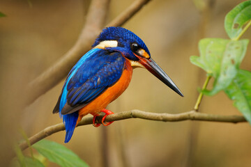 Blue-eared kingfisher Alcedo meninting bird found in Asia, in dense shaded forests, hunts in small streams, Adult male sitting on the branch and hunting fish above the river in Borneo