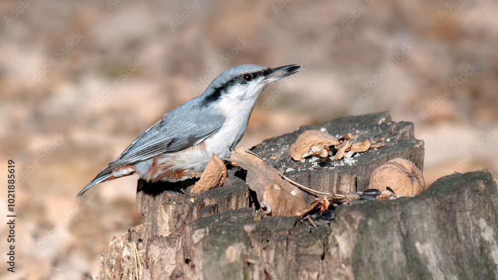 Wall mural spotted woodpecker