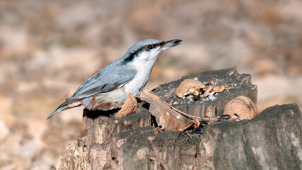 spotted woodpecker