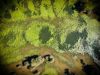 Top down aerial view of Oresje lake, Croatia, covered in dense water vegetation of lillies and floating foliage