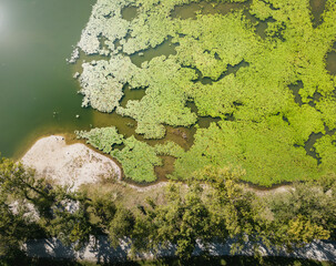 Top down aerial view of Oresje lake, Croatia, covered in dense water vegetation of lillies and floating foliage, next to the tree line on the shore