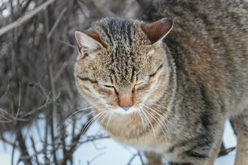 portrait of a cat in winter