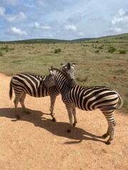 zebras in the wild