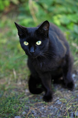 Portrait of cute street cat