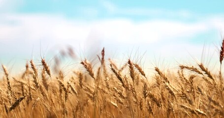 A vast golden wheat field under a clear blue sky on a sunny day, showcasing the beauty of rural agricultural landscapes