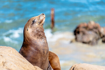 Seals sunbathing on beach