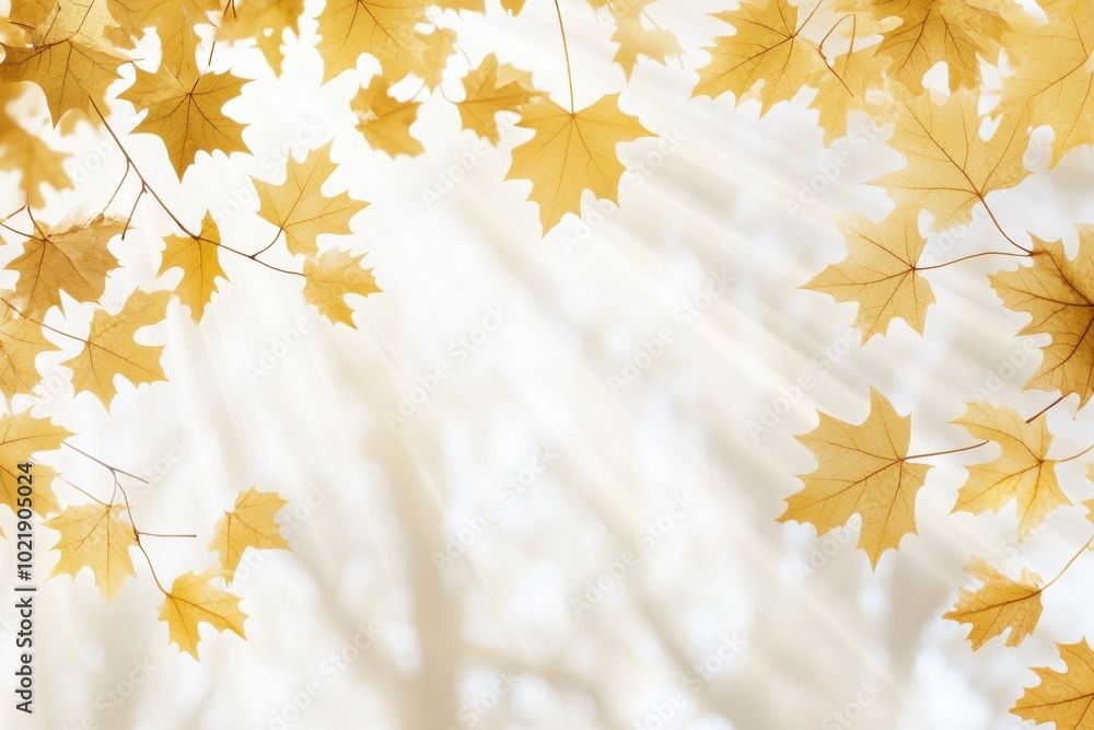 Poster abstract autumn background with golden maple leaves and sun rays isolated on a white background gene