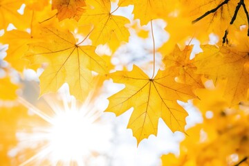 Autumn yellow maple leaves with sun rays isolated on a white background Generative AI