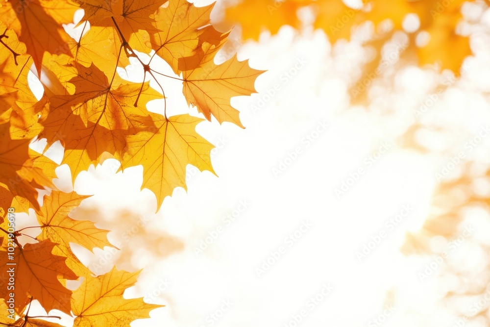 Poster a beautiful autumn background with golden maple leaves and sun rays, isolated on a white background,
