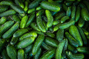  Fresh cucumber background. Green cucumbers